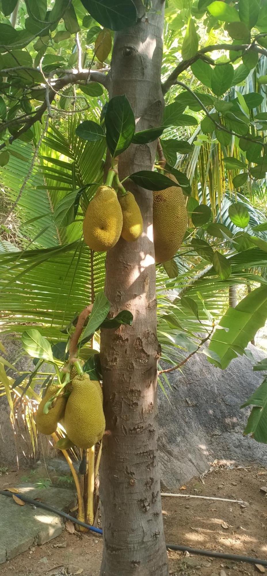 Gopi Plantation Homestay Hampi Buitenkant foto
